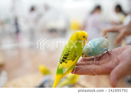 Two budgies perched on a hand to eat food. Two budgies perched on a hand to eat food. 142895791