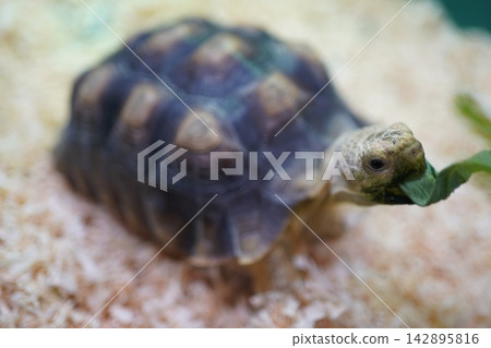 A tortoise eating a leaf in its mouth. A tortoise eating a leaf in its mouth. 142895816