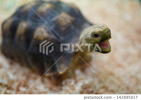 A close-up of a tortoise's expressive face with its mouth open. A close-up of a tortoise's expressive face with its mouth open. 142895817