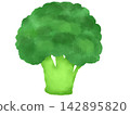 Broccoli illustration, watercolor style, hand-drawn. 142895820