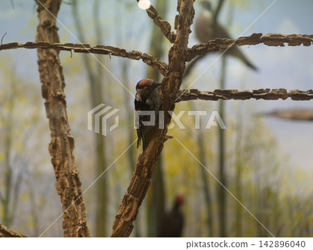 A museum taxidermy exhibit featuring a woodpecker clinging to a tree trunk and other birds perched on branches in a simulated natural forest habitat diorama at a museum in Dessau, Germany. The preserv A museum taxidermy exhibit featuring a woodpecker clinging to a tree trunk and other birds perched on branches in a simulated natural forest habitat diorama at a museum in Dessau, Germany. The preserv 142896040