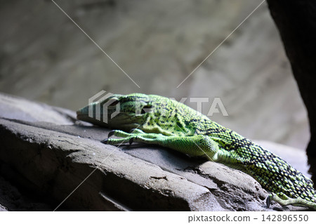 Green Monitor Lizard Resting on Rock in Natural Habitat Green Monitor Lizard Resting on Rock in Natural Habitat 142896550