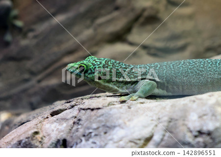Vibrant Green Gecko on Rocky Surface - Wildlife Photography for Nature Posters Vibrant Green Gecko on Rocky Surface - Wildlife Photography for Nature Posters 142896551