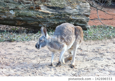 Kangaroo in Natural Habitat Standing on Sandy Terrain Kangaroo in Natural Habitat Standing on Sandy Terrain 142896553