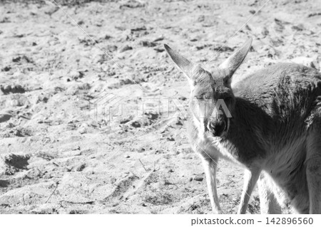 Solitary Kangaroo on Sandy Terrain in Black and White for Wildlife Photography Solitary Kangaroo on Sandy Terrain in Black and White for Wildlife Photography 142896560