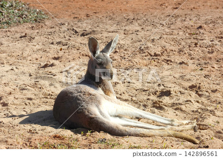 Relaxed Kangaroo Lounging Under the Sun in a Natural Habitat Setting Relaxed Kangaroo Lounging Under the Sun in a Natural Habitat Setting 142896561