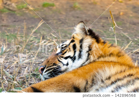 Majestic Tiger Resting in Natural Habitat for Wildlife Photography and Conservation Majestic Tiger Resting in Natural Habitat for Wildlife Photography and Conservation 142896568