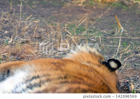 Resting Tiger in Natural Habitat: Wildlife and Conservation Stock Photo Resting Tiger in Natural Habitat: Wildlife and Conservation Stock Photo 142896569