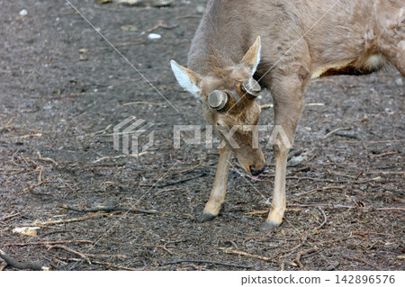 Young Deer with Short Antlers Grazing on Forest Floor in Natural Habitat Young Deer with Short Antlers Grazing on Forest Floor in Natural Habitat 142896576