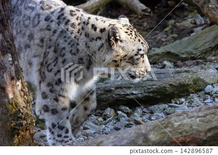 Majestic Snow Leopard in Natural Habitat - Wildlife Conservation and Photography Inspiration Majestic Snow Leopard in Natural Habitat - Wildlife Conservation and Photography Inspiration 142896587