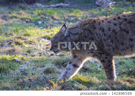 Elusive Eurasian Lynx Strolling through Sunlit Woodland Elusive Eurasian Lynx Strolling through Sunlit Woodland 142896589