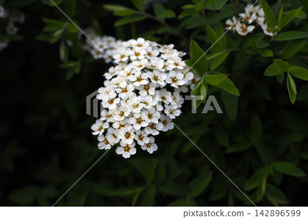 Elegant White Flower Cluster in Lush Green Foliage for Nature and Garden Design Elegant White Flower Cluster in Lush Green Foliage for Nature and Garden Design 142896599