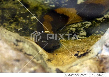 Snakes Water Python Wild Habitat Wildlife Conservation Photography Snakes Water Python Wild Habitat Wildlife Conservation Photography 142896799