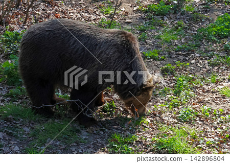 Wild Brown Bear Foraging in Woodland - Nature and Wildlife Photography Wild Brown Bear Foraging in Woodland - Nature and Wildlife Photography 142896804