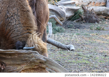 Close-Up of Bison Grazing in Natural Woodland Habitat Close-Up of Bison Grazing in Natural Woodland Habitat 142896822