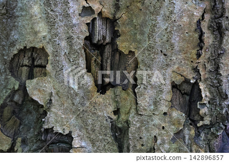 Striking Close-Up of Weathered Tree Bark Texture for Natural Background Designs Striking Close-Up of Weathered Tree Bark Texture for Natural Background Designs 142896857