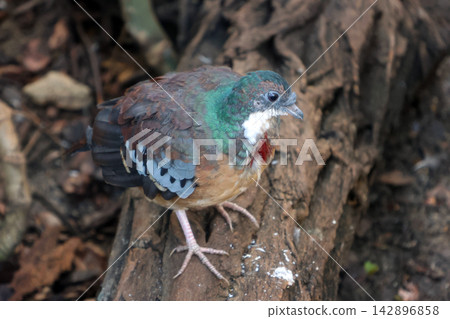 Colorful Pigeon Perched on Forest Log - Wildlife Photography for Nature Lovers 142896858