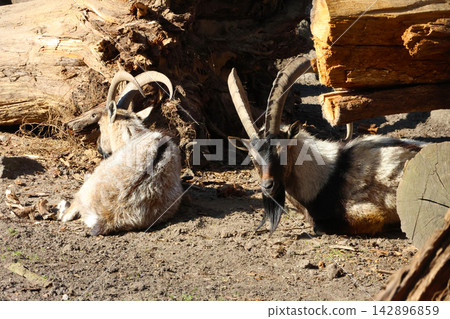 Tranquil Mountain Goats Resting by Large Fallen Logs in Natural Setting 142896859