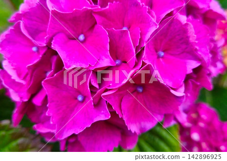 Vibrant Pink Hydrangea Bloom in Full Glory for Spring Floral Designs Vibrant Pink Hydrangea Bloom in Full Glory for Spring Floral Designs 142896925