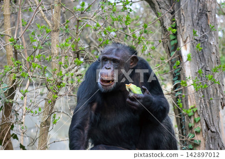Chimpanzee Enjoying a Snack in a Forest Setting - Wildlife and Nature Photography Chimpanzee Enjoying a Snack in a Forest Setting - Wildlife and Nature Photography 142897012