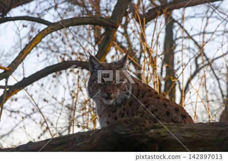 Eurasian Lynx in Forest Habitat Under Tree Branches at Sunrise Eurasian Lynx in Forest Habitat Under Tree Branches at Sunrise 142897013