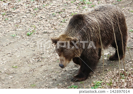 Wild Bear in Natural Habitat Amidst Dry Leaves and Sparse Vegetation Wild Bear in Natural Habitat Amidst Dry Leaves and Sparse Vegetation 142897014