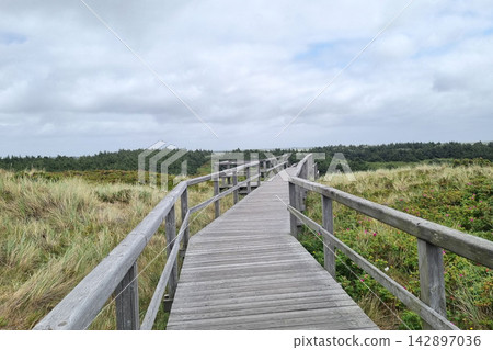 Scenic Coastal Boardwalk Leading through Dunes under Cloudy Sky for Tranquil Nature Retreats 142897036