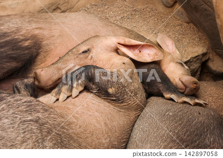 Peaceful Aardvark Duo Resting Together in Natural Habitat Peaceful Aardvark Duo Resting Together in Natural Habitat 142897058