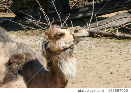 Camel in Desert Habitat with Dry Branches - Wildlife Photography for Natural Exploration Camel in Desert Habitat with Dry Branches - Wildlife Photography for Natural Exploration 142897060