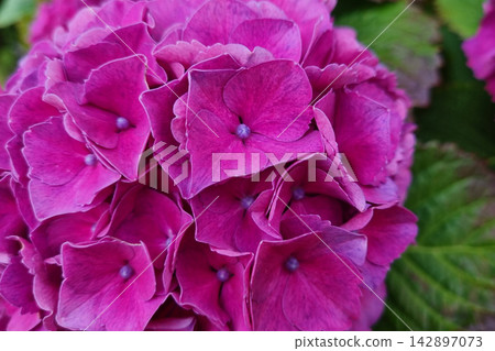 Vibrant Pink Hydrangea in Bloom - Perfect for Floral Design and Nature Enthusiasts Vibrant Pink Hydrangea in Bloom - Perfect for Floral Design and Nature Enthusiasts 142897073