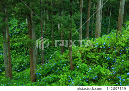 Hydrangea flowering in the forest Hydrangea flowering in the forest 142897139