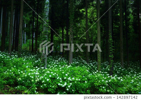 Hydrangea flowering in the forest Hydrangea flowering in the forest 142897142