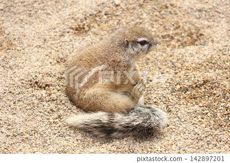 Adorable Ground Squirrel Resting on Pebbled Soil in Natural Habitat Adorable Ground Squirrel Resting on Pebbled Soil in Natural Habitat 142897201