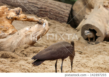 Coexistence in Nature: Bird and Prairie Dog Amongst Logs for Wildlife Study Coexistence in Nature: Bird and Prairie Dog Amongst Logs for Wildlife Study 142897203
