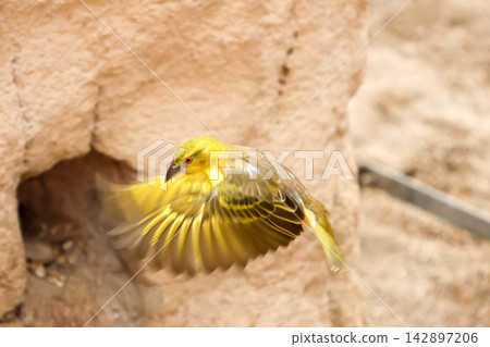 Vibrant Yellow Bird in Motion Against Neutral Background - Wildlife in Flight Vibrant Yellow Bird in Motion Against Neutral Background - Wildlife in Flight 142897206