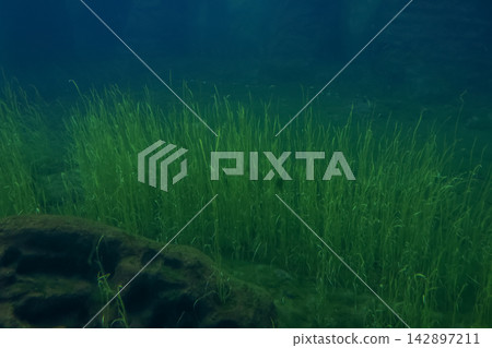 Tranquil Underwater Scene with Lush Aquatic Plants in a Clear Submerged Environment Tranquil Underwater Scene with Lush Aquatic Plants in a Clear Submerged Environment 142897211