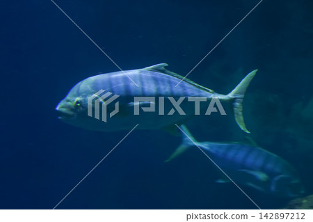 Majestic Blue Fish Swimming in Tranquil Underwater Ocean Scene for Marine-Themed Design 142897212
