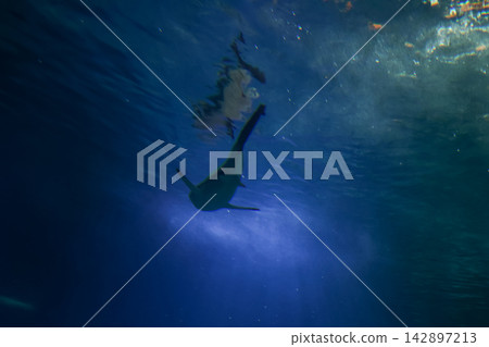Captivating Underwater View of Shark Swimming Gracefully in Deep Ocean Captivating Underwater View of Shark Swimming Gracefully in Deep Ocean 142897213