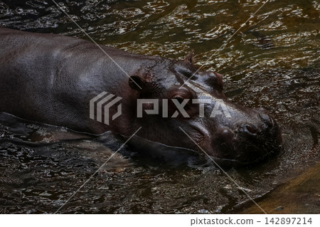 Hippo in Natural Habitat - Wildlife Photography for Nature Lovers 142897214