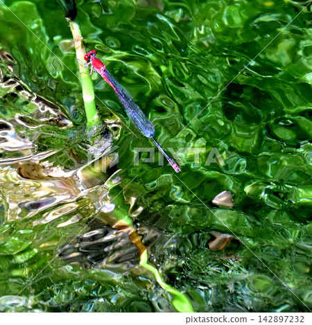 Red-spotted damselflies and water ripples on Okinawa Island Red-spotted damselflies and water ripples on Okinawa Island 142897232