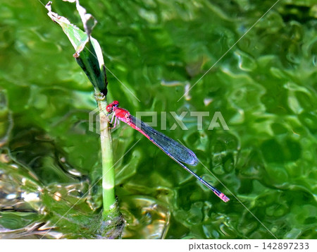 Red-spotted damselfly and water ripples Red-spotted damselfly and water ripples 142897233