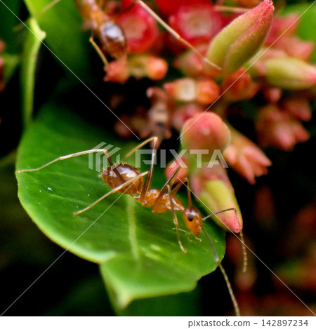 Long-legged ants and a hedge of Ixora Long-legged ants and a hedge of Ixora 142897234