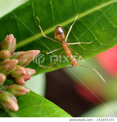 The long-legged ant has become established on Okinawa Island. The long-legged ant has become established on Okinawa Island. 142897235