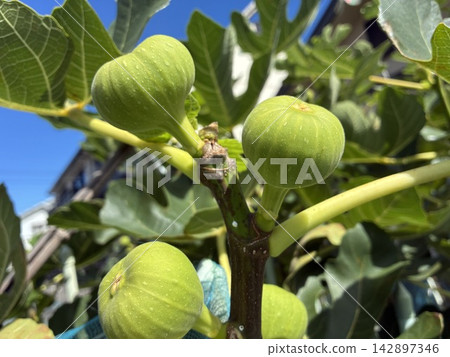 Growing fig Growing fig 142897346