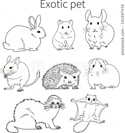 一組以手繪風格繪製的流行小型動物和稀有動物的線條藝術插圖。 142897438