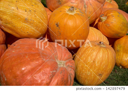 Many large pumpkins for Halloween Many large pumpkins for Halloween 142897479