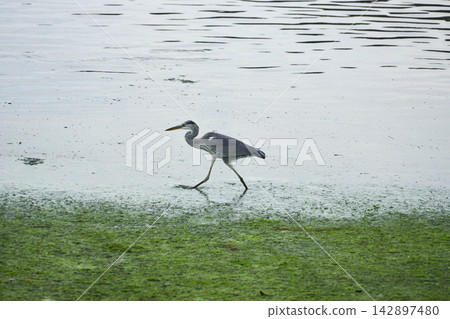 A grey heron walking along the coast A grey heron walking along the coast 142897480