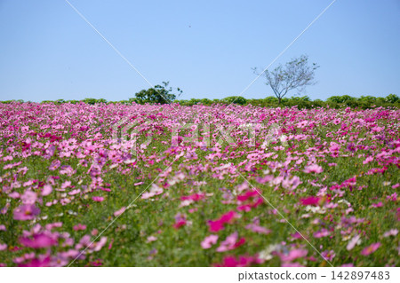 一望無際的粉紅波斯菊花田。 一望無際的粉紅波斯菊花田。 142897483