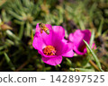 A bee takes flight from a peony flower. 142897525