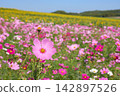 A landscape of a cosmos field with a sunflower field in the background. 142897526
